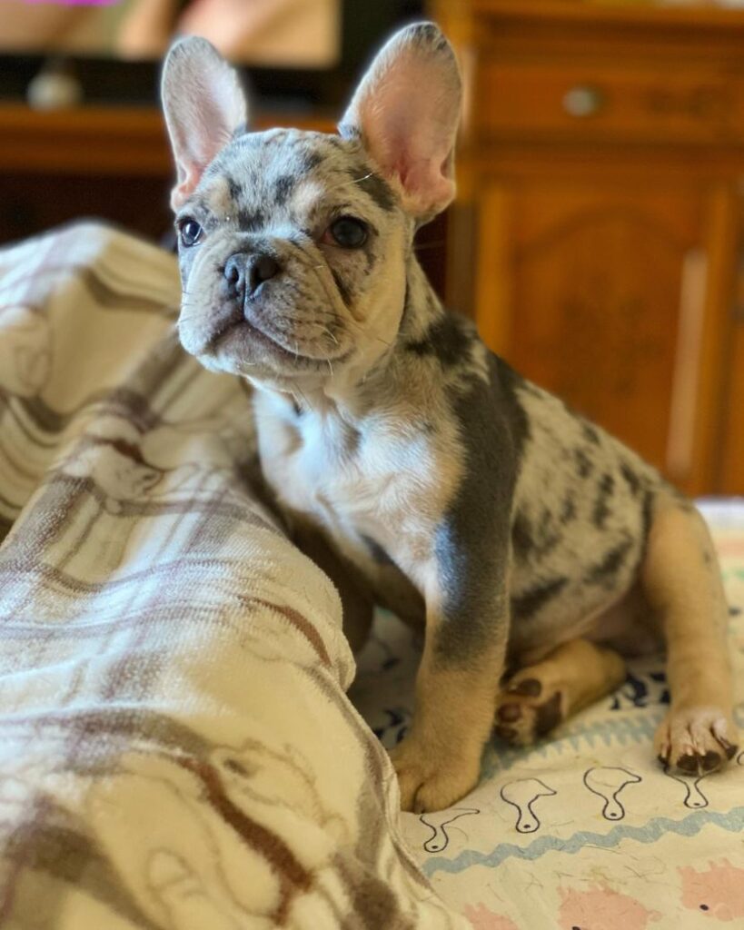 Bruno male