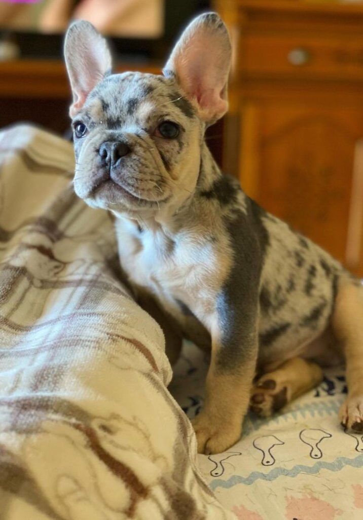 Bruno male